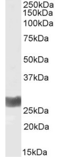 IFN gamma Antibody [D9D10], Rabbit IgG