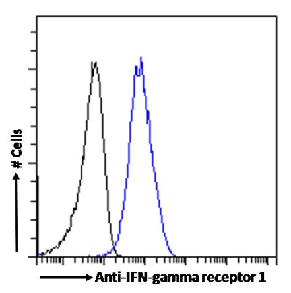 IFN-gamma receptor 1 Antibody [GR20], Rabbit IgG
