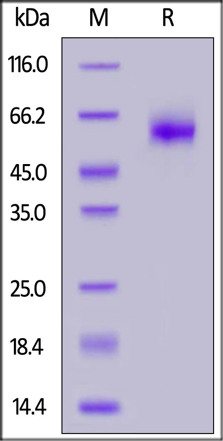 IL-1 Rrp2 / IL-1 R6 (C154S,  C262S) Recombinant Protein
