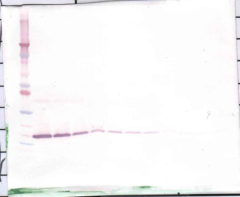 IL-1 beta Antibody (biotin)