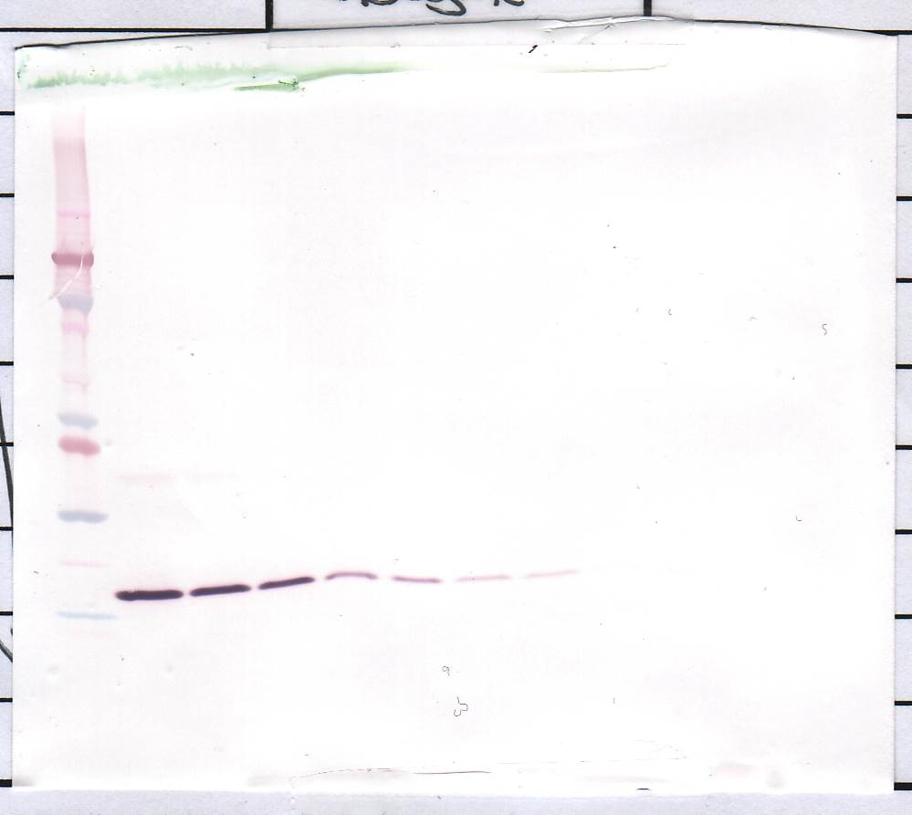 IL-1 beta Antibody