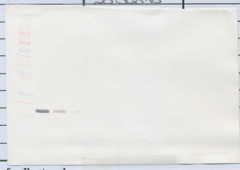 IL-10 Antibody