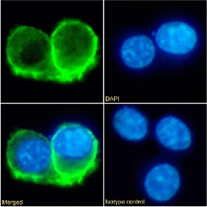 IL-10R Antibody [1B1.3a], Rabbit IgG