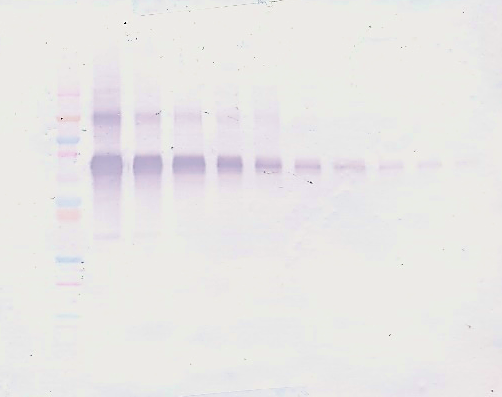IL-12 Antibody (biotin)