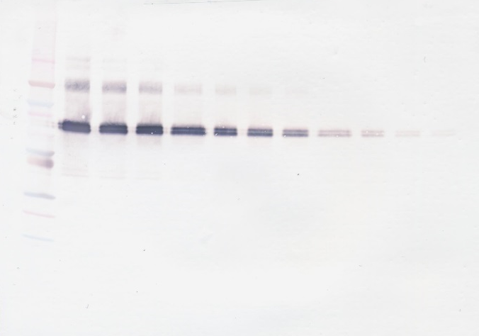 IL-12 Antibody (biotin)