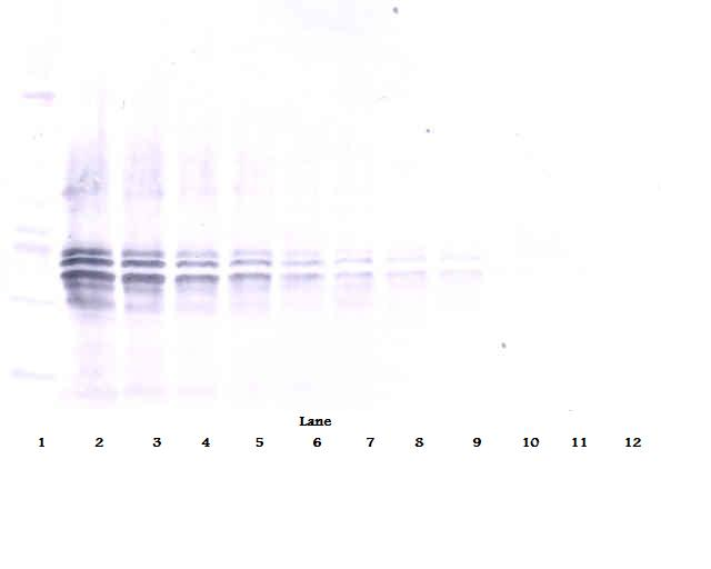 IL-12 Antibody