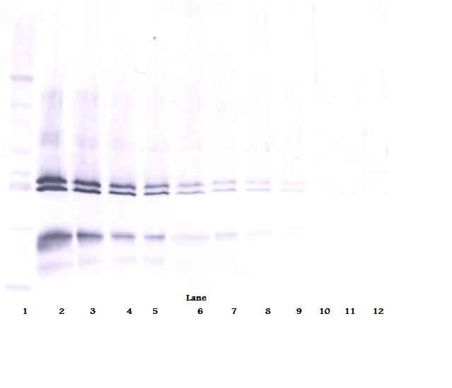 IL-12 Antibody