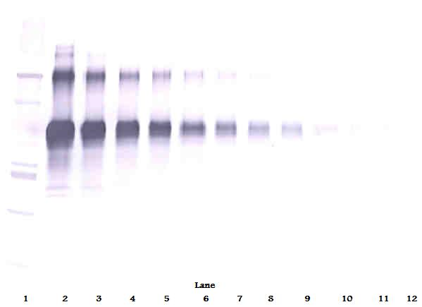 IL-12 Antibody