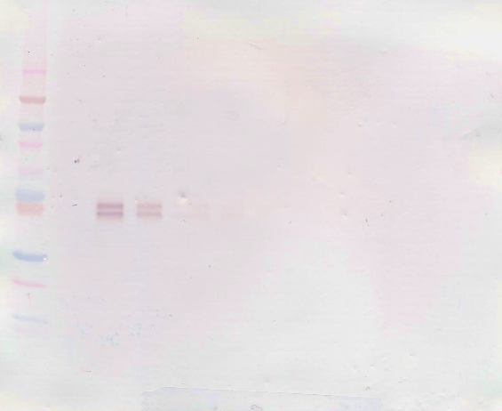 IL-12 Antibody