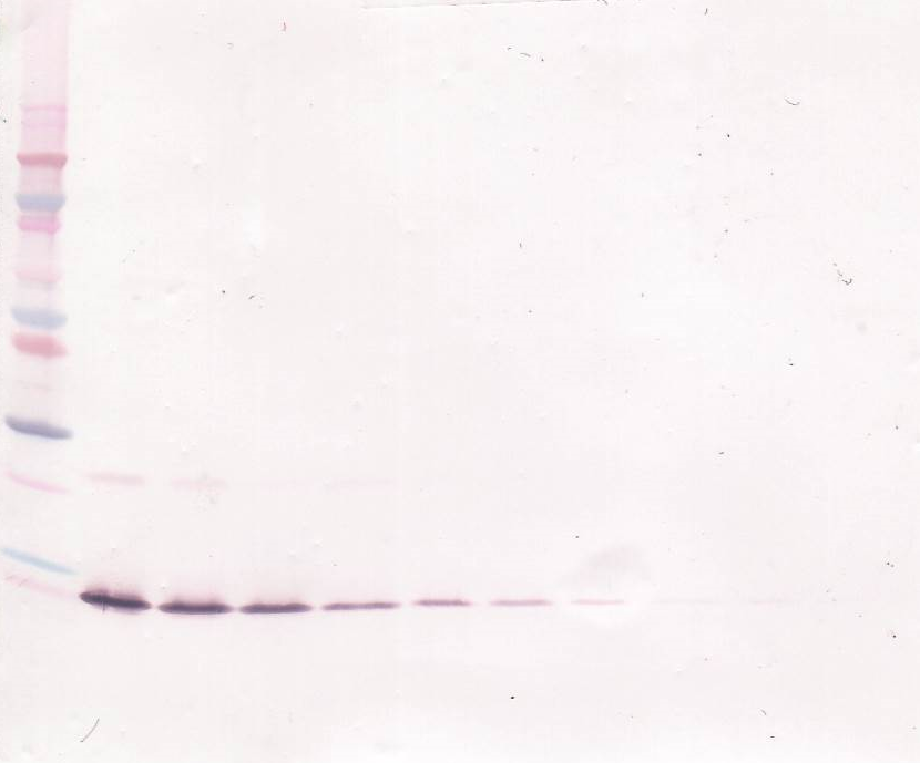 IL-13 Antibody