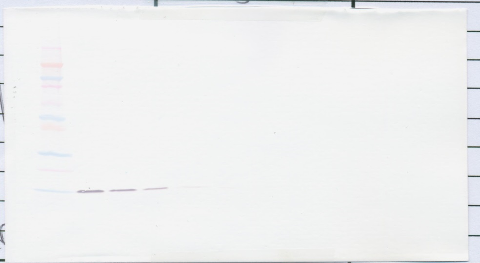IL-2 Antibody
