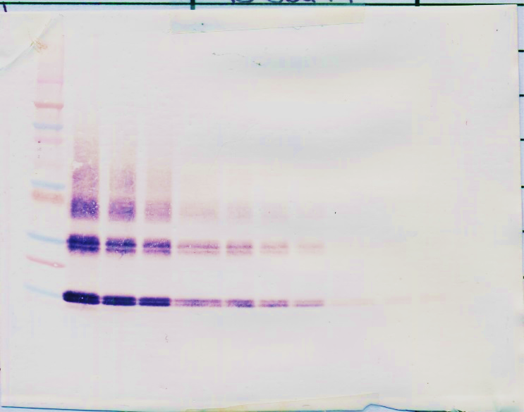 IL-3 Antibody (biotin)