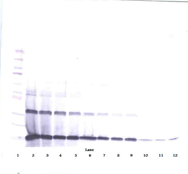 IL-3 Antibody