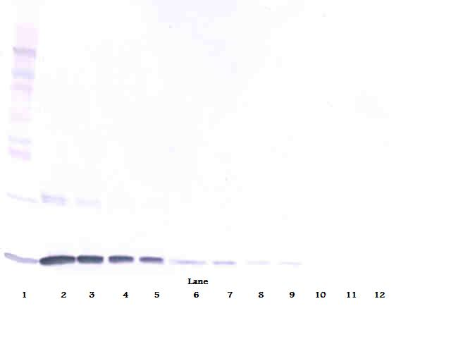 IL-3 Antibody