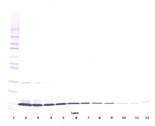 IL-3 beta Antibody (biotin)