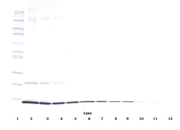 IL-4 Antibody (biotin)