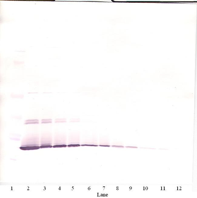 IL-7 Antibody (biotin)