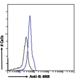 IL-8RB Antibody [HC2], Rabbit IgG