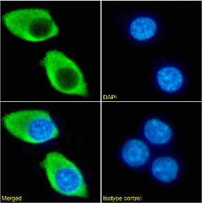 IL2R beta Antibody [5H4], Rabbit IgG