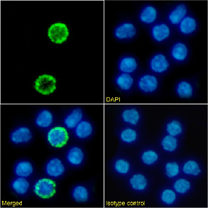 IL2R gamma C Antibody [3E12], Rabbit IgG