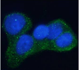 Insulin receptor alpha Antibody [Fab 83-7], Rabbit IgG