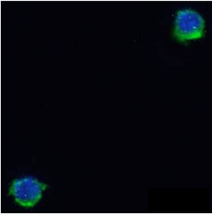 Integrin beta-7 Antibody [FIB504], Rabbit IgG