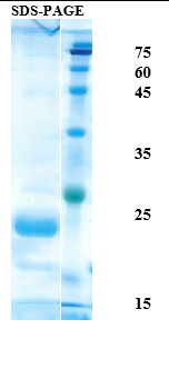 Interferon (IFN) alpha 2A Recombinant Protein