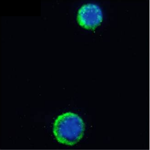 Interleukin 7 Receptor Antibody [YIL7R323], Rabbit IgG