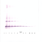 To detect mJE(MCP-1) by Western Blot analysis this antibody can be used at a concentration of 0.1-0.2 ug/ml. Used in conjunction with compatible secondary reagents the detection limit for recombinant mJE(MCP-1) is 1.5-3.0 ng/lane, under either reducing or non-reducing conditions.