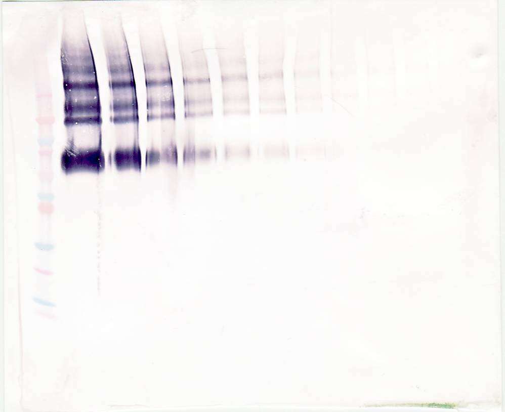 Klotho Antibody (biotin)