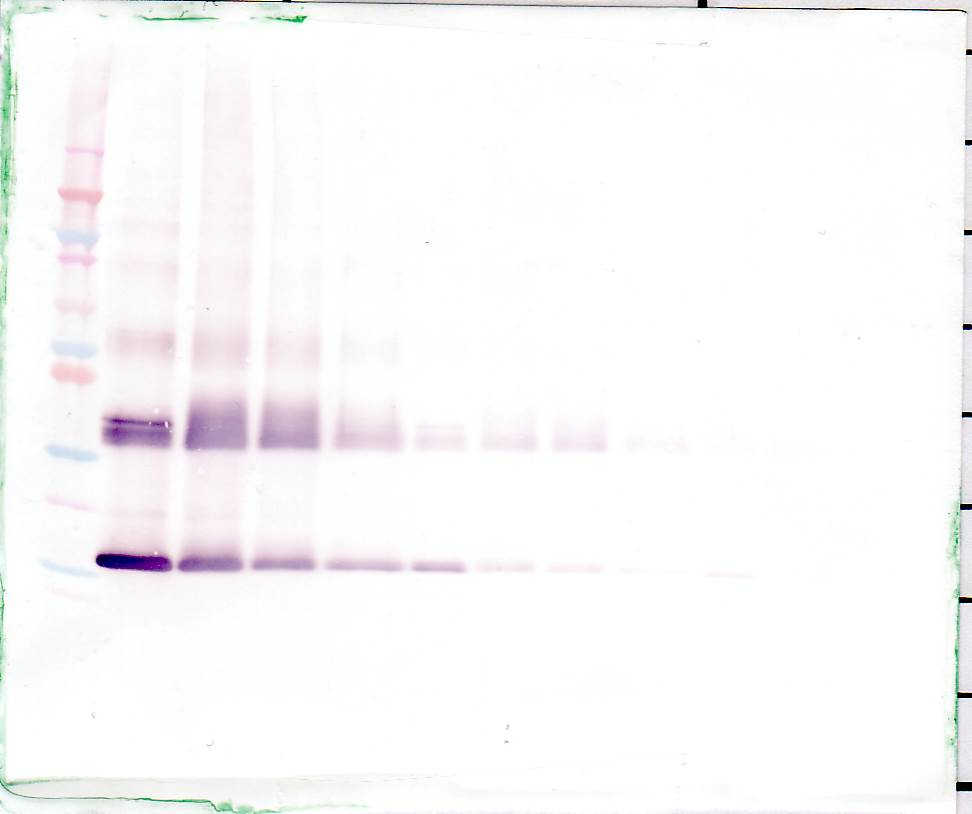 L-36 gamma (IL-1F9) Antibody