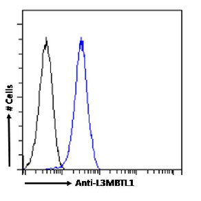 L3MBTL1 Antibody [RAB-C213], Rabbit IgG