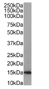 LGALS1 Antibody [SAIC-25B-112], Rabbit IgG