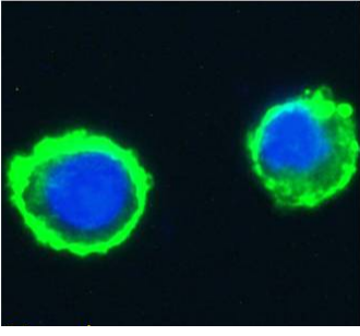 LeY Antibody [BR96], Mouse IgG1