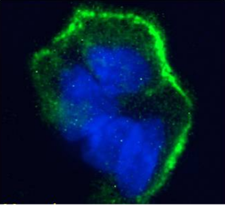 LeY Antibody [H18A], Mouse IgG1
