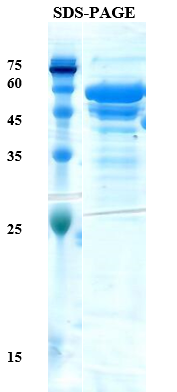 Leishmania K28 Recombinant Protein