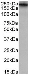 Lewis a,b Antibody [HEA164], Rabbit IgG
