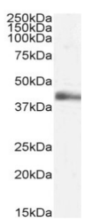 Lymphotoxin alpha Antibody [3F12.2D3], Rabbit IgG