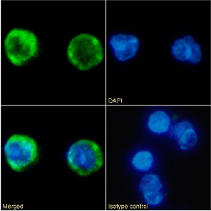 MARCO Antibody [PLK1], Rabbit IgG