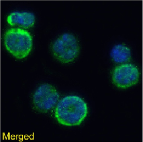MHC I Antibody [R1-9.6], Rabbit IgG