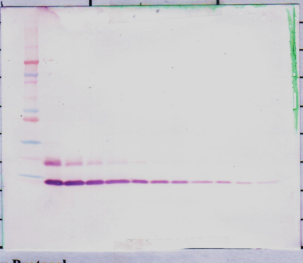 MIP-5 (CCL15) Antibody (biotin)