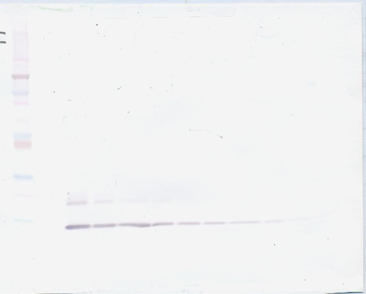 MIP-5 (CCL15) Antibody