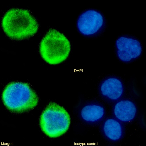 MS4A4A Antibody [5C12], Rabbit IgG
