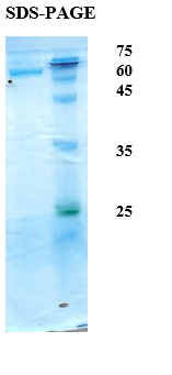 Mycobacterium tuberculosis Antigen 6/14/38 Chimeric Recombinant Protein