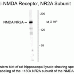 Western blot of rat hippocampal lysate showing specific immunolabeling of the ~180k NR2A subunit of the NMDA receptor.