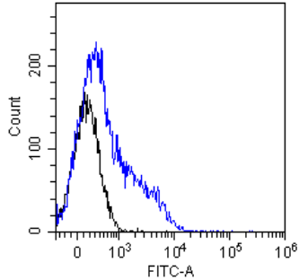 Notch 1 Antibody [E6], Rabbit IgG