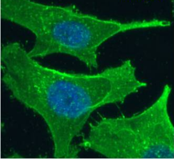 Notch 2 Antibody [B6], Rabbit IgG