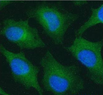 Notch 2 Antibody [B9], Rabbit IgG