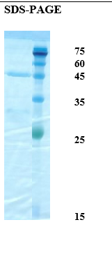 Oak tree allergen Que a 1 Recombinant Protein