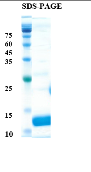 Orange allergen Cit s 2 Recombinant Protein